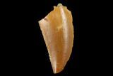 Serrated, Raptor Tooth - Real Dinosaur Tooth #173542-1